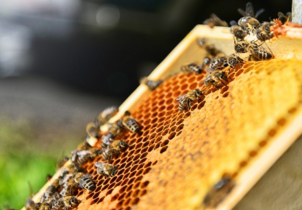 golden rule honeybee farm