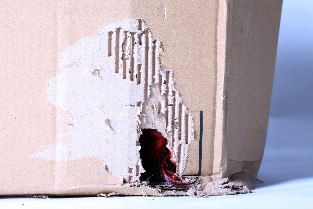 box destroyed by a rat