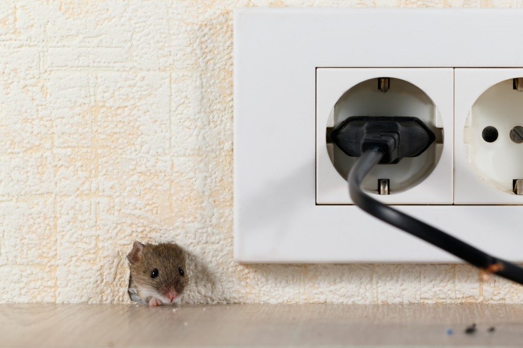 rat near a socket