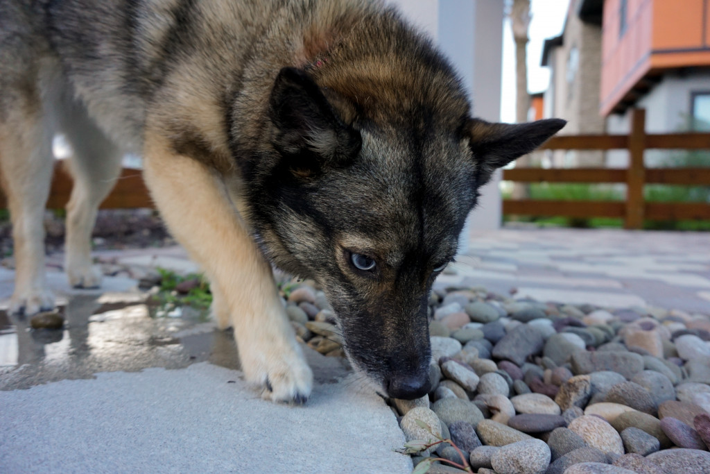 guard dog sniffing the rocks in the patio